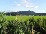 画像説明文