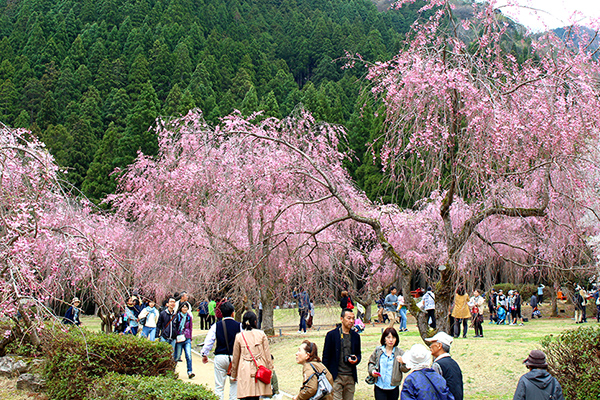 しだれ桜の里づくり事業 竹田の里づくり協議会