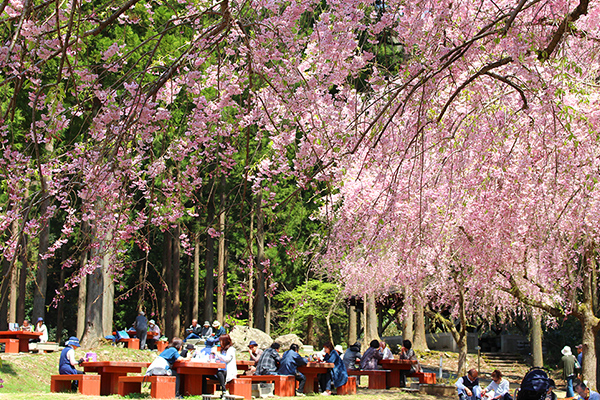 しだれ桜の里づくり事業 竹田の里づくり協議会