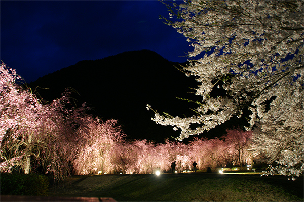 しだれ桜の里づくり事業 竹田の里づくり協議会